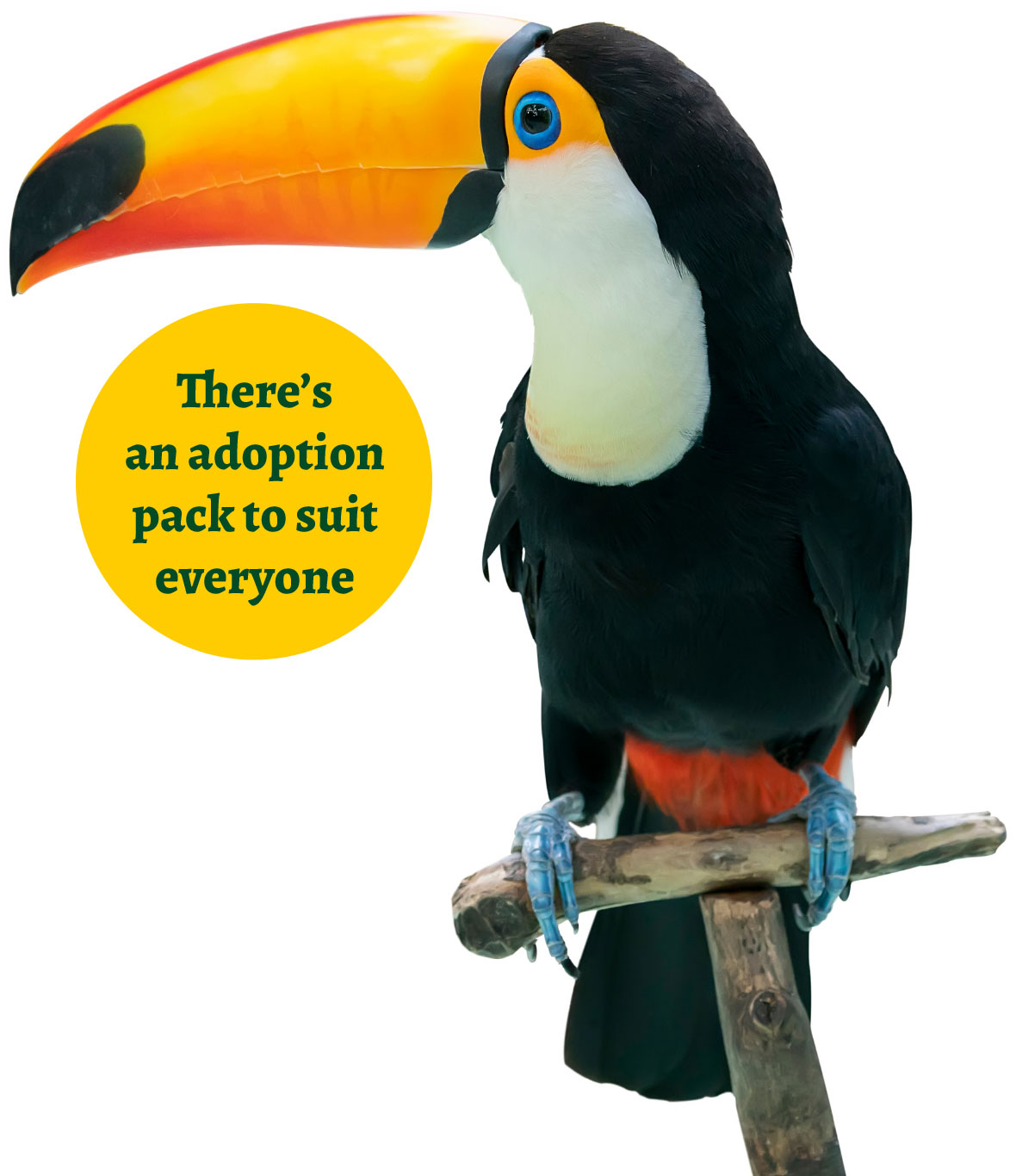 birds for adoption in va