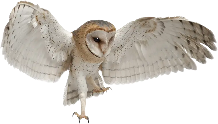 ban-owl-flying